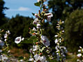 Althea officinalis IMG_4810 Prawoślaz lekarski